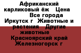 Африканский карликовый ёж › Цена ­ 6 000 - Все города, Иркутск г. Животные и растения » Другие животные   . Красноярский край,Железногорск г.